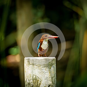 White-throated kingfisher