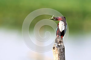 White-throated Kingfisher