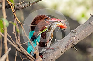 White-Throated Kingfisher