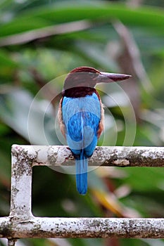 White-Throated Kingfisher