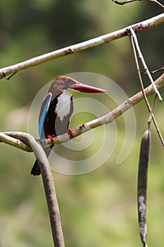 White-throated Kingfisher