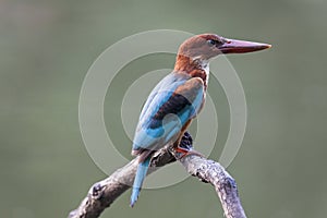 White-throated Kingfisher