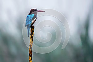 White throated kingfisher on bamboo