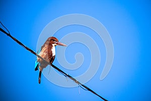 White-throated Kingfisher bird