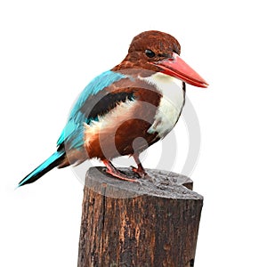 White-throated Kingfisher bird