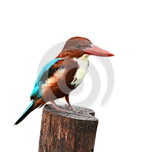 White-throated Kingfisher bird