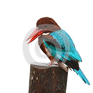 White-throated Kingfisher bird