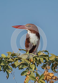 White Throated Kingfisher bird