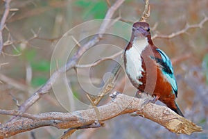 White throated kingfisher bird, natural, nature, wallpaper