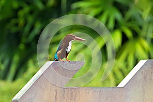 White throated Kingfisher bird standing on arrow sign with blurred green background