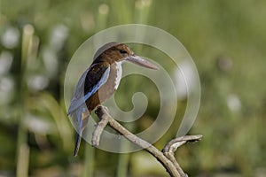 A White Throated Kingfisher on a Branch