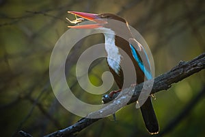 White throated kingfisher eating fish