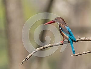 White Throated kingfisher - Halcyon smyrnensis