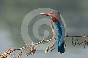 White Throated Kingfisher Halcyon smyrnensis
