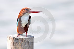 White-throated Kingfisher (Halcyon smyrnensis)