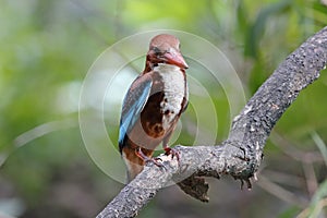 White throated Kingfisher Halcyon Smyrnensis Beautiful Birds of Thailand