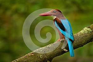 White-throated Kingfisher (Halcyon smyrnensis) on the branch in Singapore