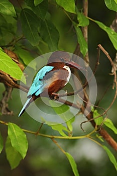 White-throated Kingfisher, Halcyon smyrnensis, exotic brawn and blue bird sitting on the branch, nature habita, , Thailand, Asia