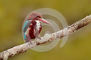 White-throated Kingfisher, Halcyon smyrnensis, exotic brawn and blue bird sitting on the branch, Sri Lanka, Asia. Kingfisher from