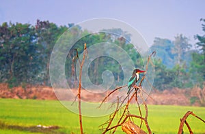 White-throated kingfisher Halcyon smyrnensis or Smyrna kingfisher sitting on a branch