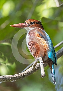 The white-throated kingfisher (Halcyon smyrnensis) is widely distributed in Asia.