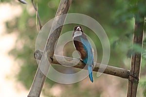 White throated Kingfisher - jaipur