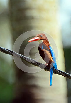 White-throated kingfisher, Penang, Malaysia