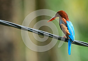 White-throated kingfisher, Penang, Malaysia