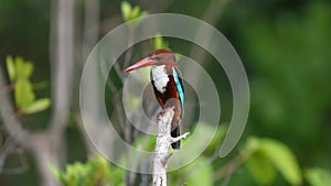 White-throated Kingfisher perched on branch