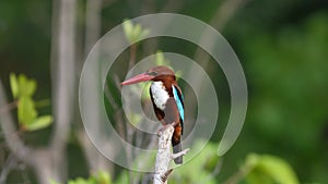 White-throated kingfisher perched on branch