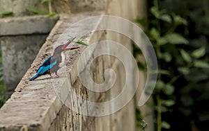 White Throated kingfisher With praying mantis catch