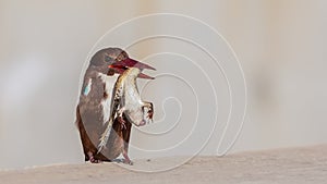 White-throated Kingfisher with Prey