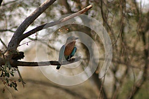 White throated Kingfisher - Ranthambore NP