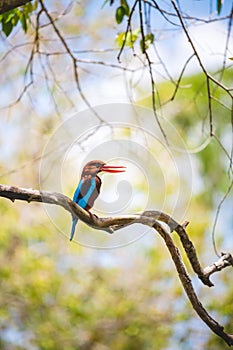 White throated kingfisher restin on a branch with a bright, warm