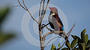White-throated Kingfisher Singing/Looking Around While Perched On Tree