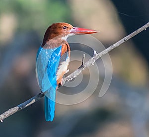 The White-throated Kingfisher sitting on a branch