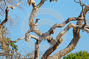 White-throated Kingfisher sitting on tree
