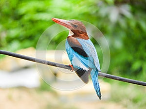 A white throated Kingfisher sitting on wire