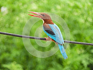 A white throated Kingfisher sitting on wire with green background