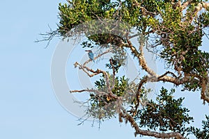 White-throated Kingfisher on tree