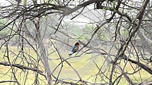 A White-throated Kingfisher waiting fish in the Keolado National Park, India