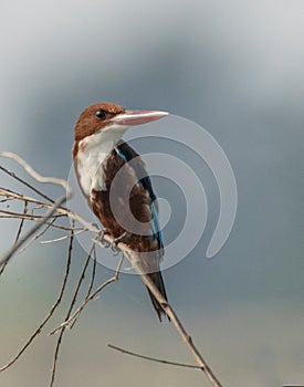 White throated kingfisher