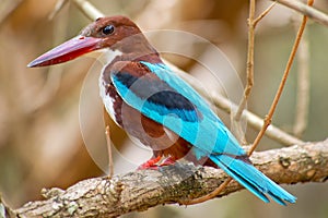 White-Throated Kingfisher, Wilpattu National Park, Sri Lanka