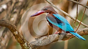 White-Throated Kingfisher, Wilpattu National Park, Sri Lanka