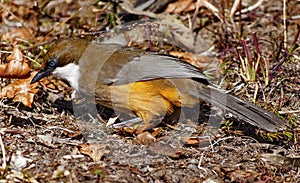 White-throated Laughing Thrush bird