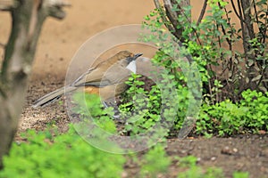 White-throated laughingthrush