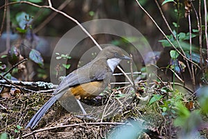 White-throated laughingthrush, Garrulax albogularis, Sattal, Uttarakhand, India