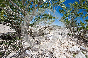 White throated lizard