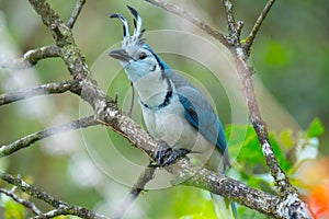 White throated magpie jay