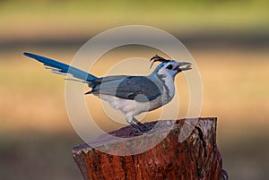 White-throated magpie-jay